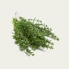 [355568947] زعتر بري Thyme