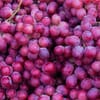 عنب أحمر إيطالي (4.5 كجم)